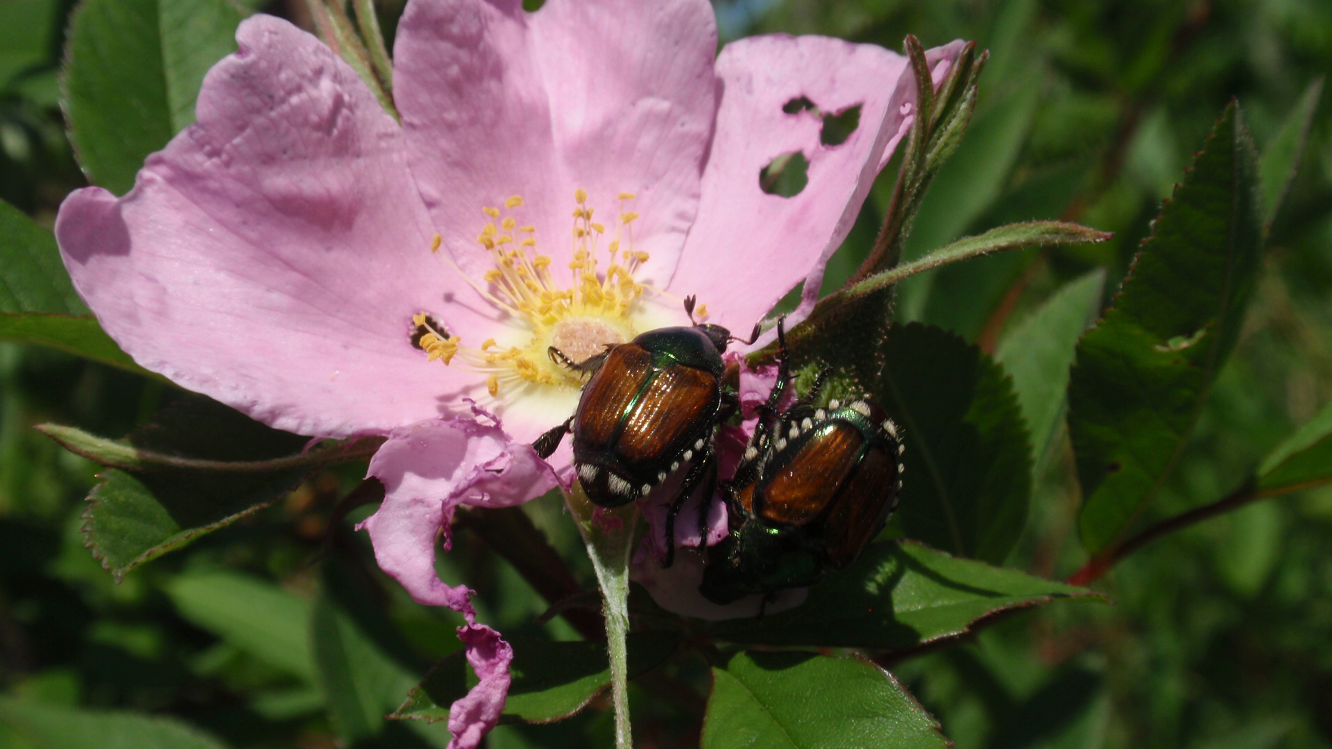 Japanese beetles